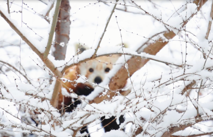 Filomena Zoo y Faunia - MWLB Agencia Creativa Digital